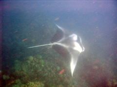 manta